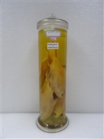 藏品(團頭魴)的圖片